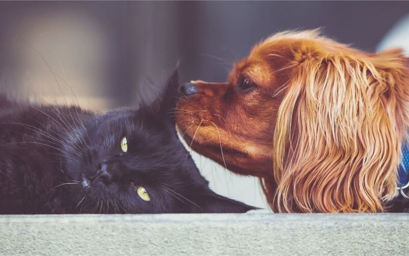 Rehoming Dogs with Cats - Dumfries 