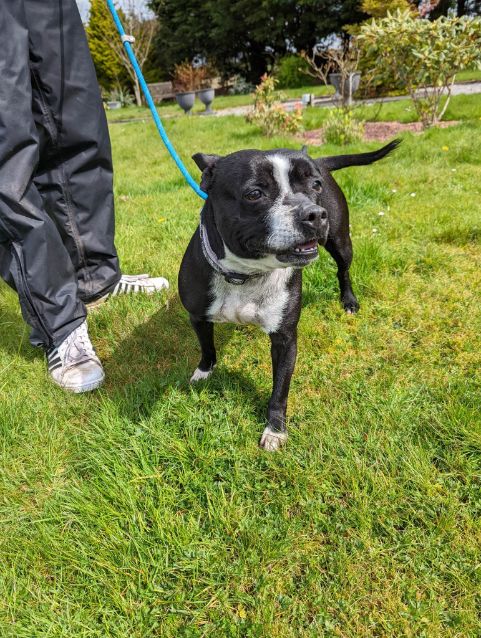 Lulu - Dumfries & Galloway Canine Rescue Centre - Dedicated to rescuing ...