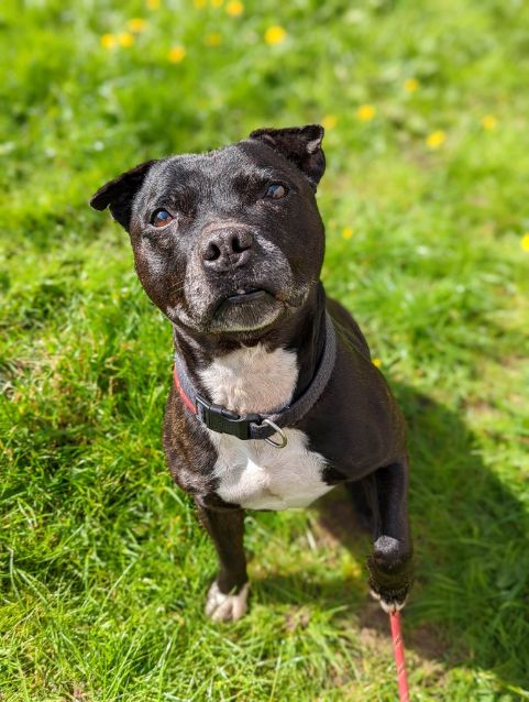 Rico - Dumfries & Galloway Canine Rescue Centre - Dedicated to rescuing ...