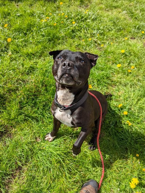 Rico - Dumfries & Galloway Canine Rescue Centre - Dedicated To Rescuing 