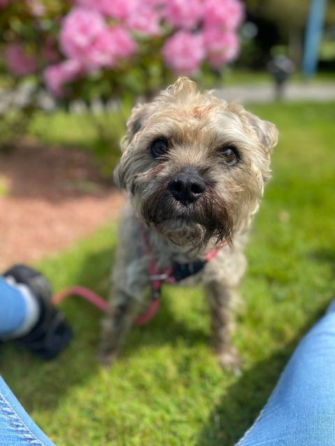 Robbie - Dumfries & Galloway Canine Rescue Centre - Dedicated to ...