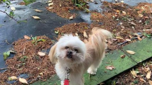 Lhasa fashion apso rescue centre