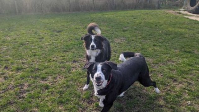 Dumfries dog rescue sales centre