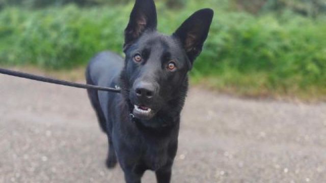 New dog listed for rescue at the Dumfries & Galloway Canine Rescue Centre - Finn