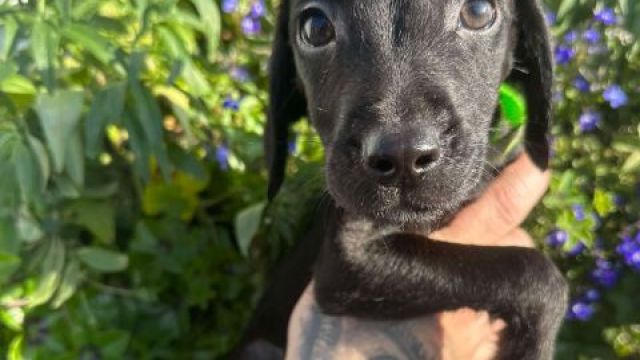 New dog listed for rescue at the Dumfries & Galloway Canine Rescue Centre - Lurcher x Spaniel pups