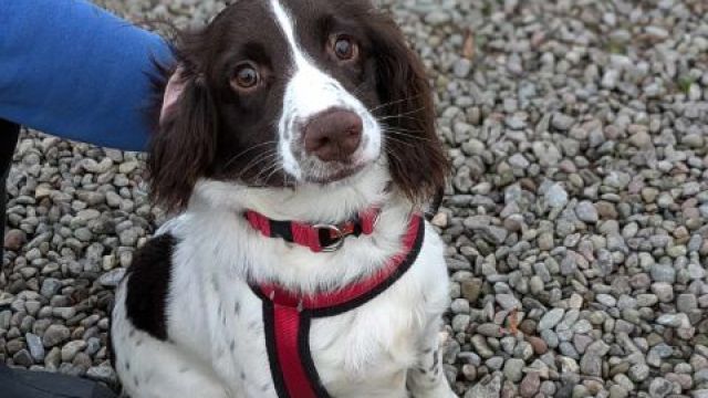 New dog listed for rescue at the Dumfries & Galloway Canine Rescue Centre - Hardy